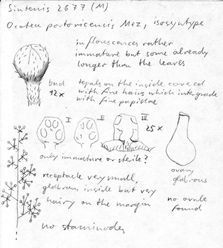 Vorschaubild Ocotea portoricensis Mez